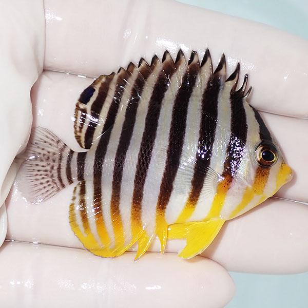 【現物9】シマヤッコ 6.5cm±! 海水魚 生体 15時までのご注文で当日発送(t111(t207 |  | 01