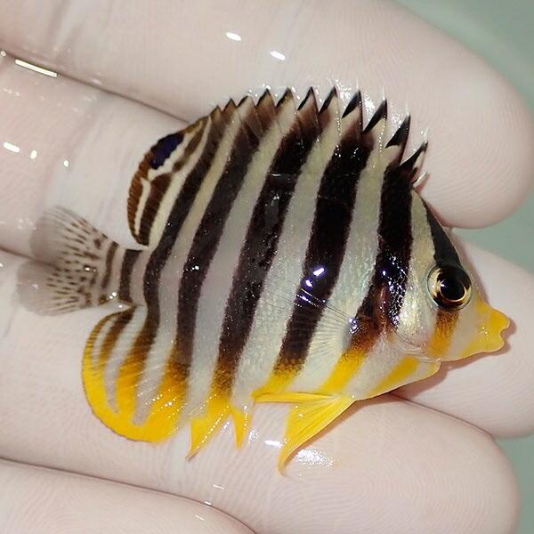 現物10 シマヤッコ 6cm A 0425 海水魚 サンゴ 生体 A 0425 アクアギフト 通販 Yahoo ショッピング