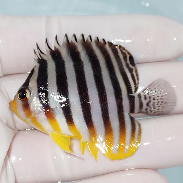 【現物11】シマヤッコ 5.5cm±! 海水魚 生体 15時までのご注文で当日発送(t111(t207 | 
