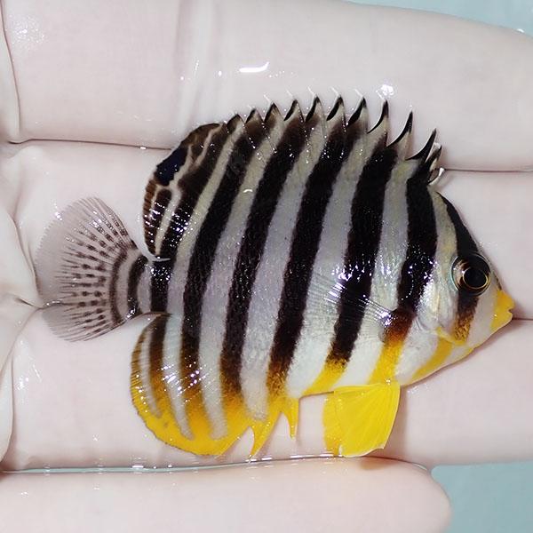 【現物11】シマヤッコ 5.5cm±! 海水魚 生体 15時までのご注文で当日発送(t111(t207 |  | 01