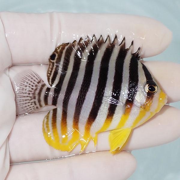【現物11】シマヤッコ 6cm±! 海水魚 生体 15時までのご注文で当日発送(t111(t207 |  | 01