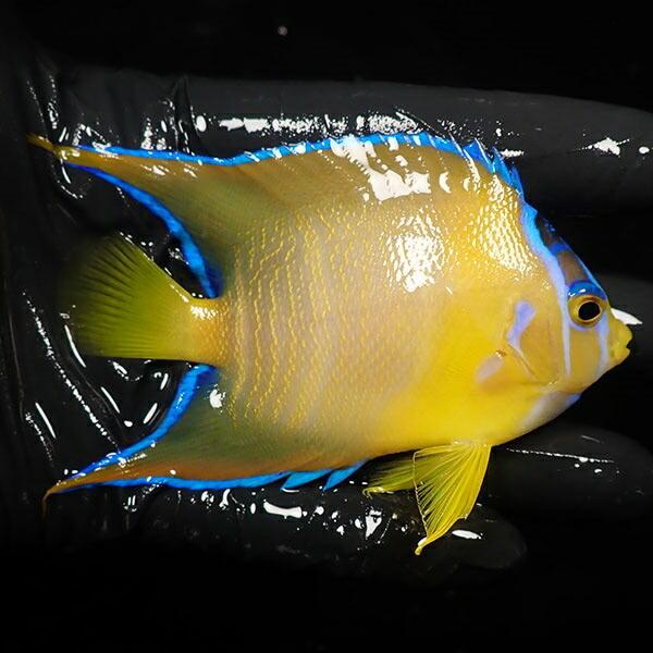 【現物10】クイーンエンゼル 9cm± (A-0434) 海水魚 サンゴ 生体｜aquagift｜02