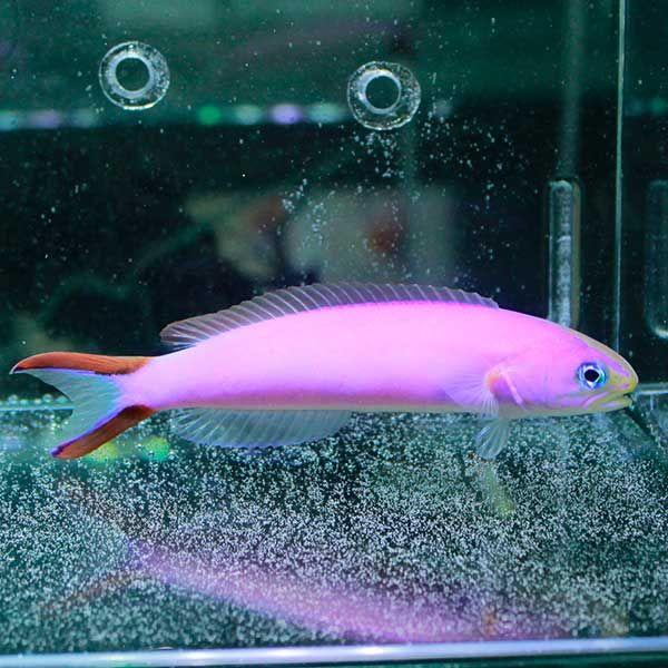 イエローアンティアス 7.5cm (A-0448) 海水魚 サンゴ 生体 : アクア