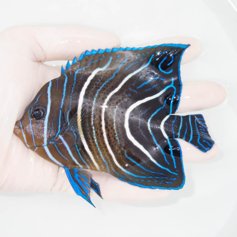 現物1】サザナミヤッコ 11.5cm±!海水魚 ヤッコ 15時までのご注文で当日 