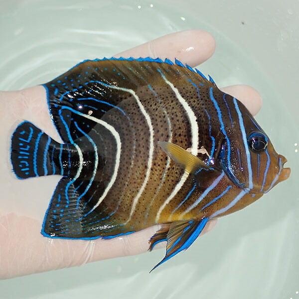 現物1 サザナミヤッコ 12 5cm A 0449 海水魚 サンゴ 生体 A 0449 アクアギフト 通販 Yahoo ショッピング