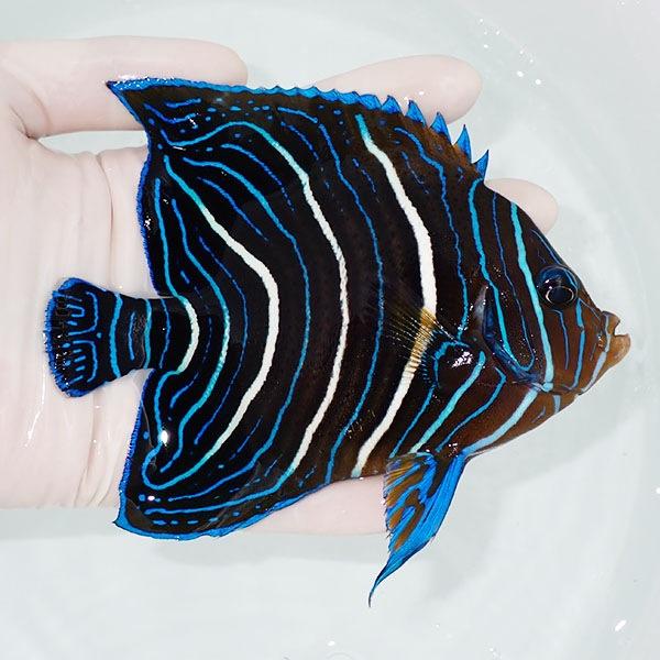 魚壁飾り　サザナミヤッコ成魚［額装］ 魚壁飾り サザナミヤッコ成魚［額装］（訳あり品❗️） 魚壁飾り