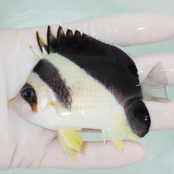 【現物5】バーゲスバタフライ 9cm±! 海水魚 チョウチョウウオ 15時までのご注文で当日発送(t114(t207 | 