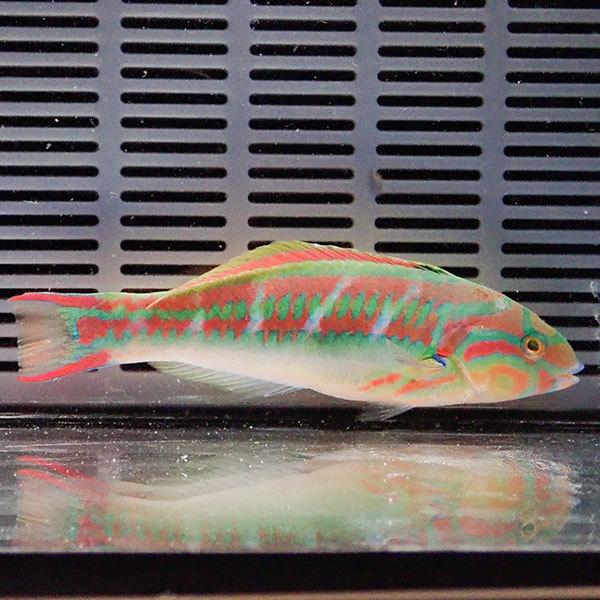 現物2 オオモンハゲブダイ 17cm A 0452 海水魚 サンゴ 生体 A 0452 アクアギフト 通販 Yahoo ショッピング