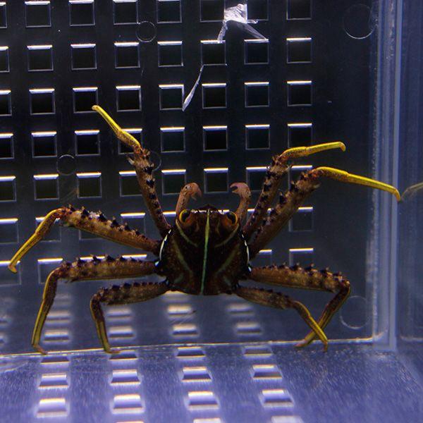 トゲアシガニ コケ取りガニ A 0463 海水魚 サンゴ 生体 A 0463 アクアギフト 通販 Yahoo ショッピング