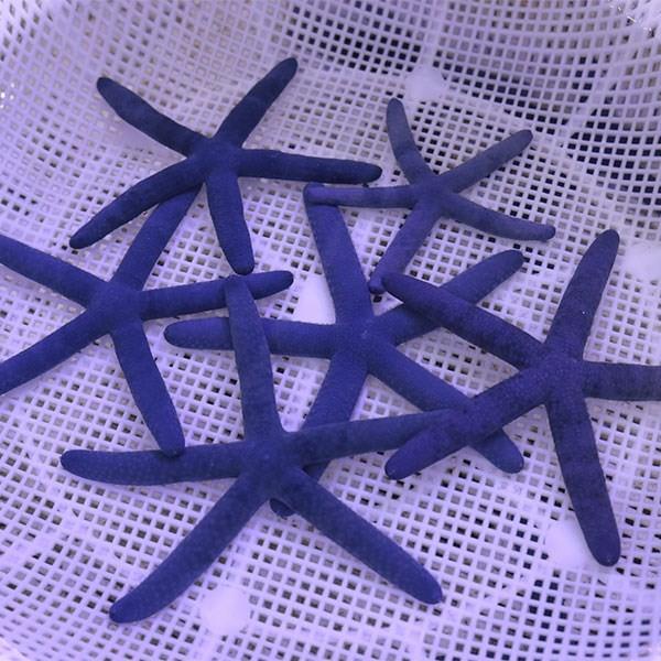 アオヒトデ 8 11cm A 0471 海水魚 サンゴ 生体 A 0471 アクアギフト 通販 Yahoo ショッピング