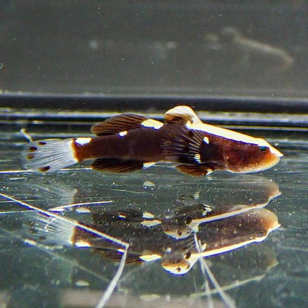 【サンプル】オドリハゼ 3cm! 海水魚 ハゼ 15時までのご注文で当日発送(t121(t129 |  | 01