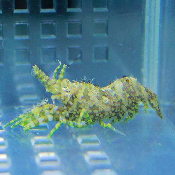 フシウデサンゴモエビ 3匹セット 【コケ取り】(A-0505) 海水魚 サンゴ 生体｜aquagift｜02