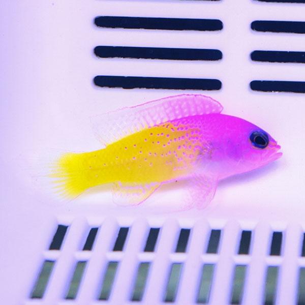 海水水槽セット 生体込み ハマクマノミ バイカラー