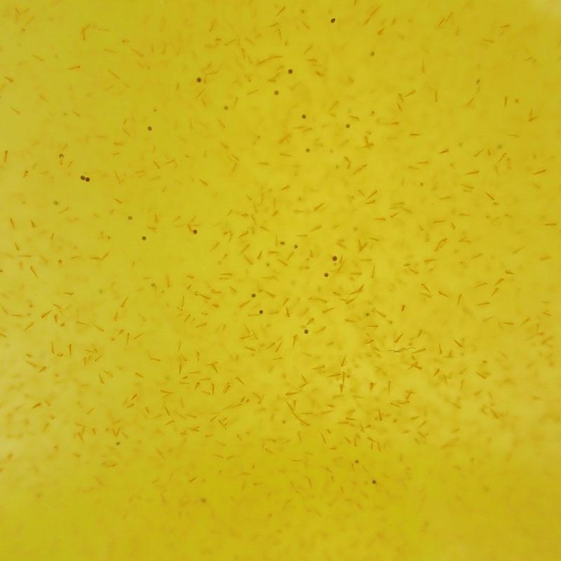 活ブラインシュリンプ500ml【微生物/餌/水槽/】 |  | 01