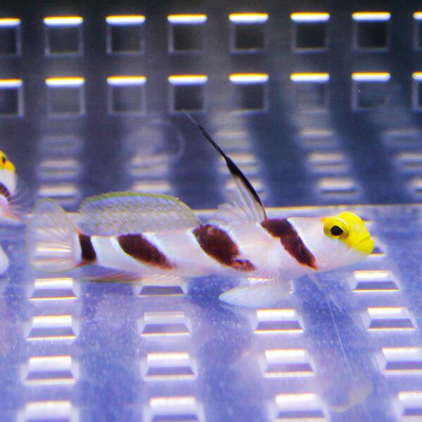 ハタタテネジリンボウ 1-3cm± 5匹セット(A-1660) 海水魚 サンゴ 生体｜aquagift