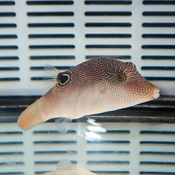 ヒメキンチャクフグ 5-7cm±(A-1664) 海水魚 サンゴ 生体