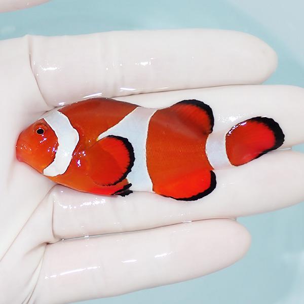 現物2 Wildカクレクマノミワイドバンド 4 2cm 海水魚 クマノミ 15時までのご注文で当日発送 クマノミ Labkum Fh Unila Ac Id