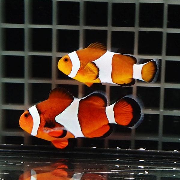 現物1】カクレクマノミ ワイルドペア ♂5cm ♀6.5cm± ! wild 海水魚