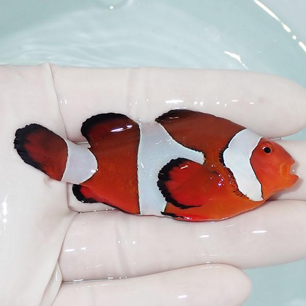 現物1】カクレクマノミbig 7.5cm± ! wild 海水魚 カクレクマノミ(t111