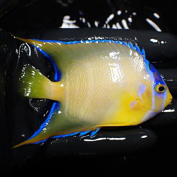 【現物18】クイーンエンゼル 8.5cm± (A-1792) 海水魚 サンゴ 生体 クイーンエンゼル 海水魚 次回ご注文時 現物18 5cm± サンゴ 生体 商品説明 送料 税込 特例地域：北海道　4，600円 沖縄県　5，940円 アクアギフト