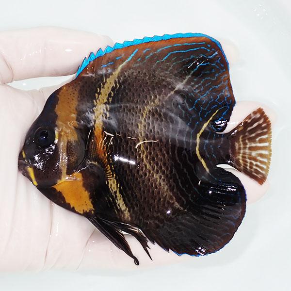 【現物1】コルテツエンゼル 12cm±!海水魚 ヤッコ 15時までのご注文で当日発送(t111 | 