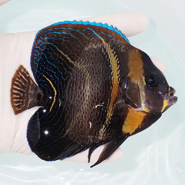 【現物1】コルテツエンゼル 12cm±!海水魚 ヤッコ 15時までのご注文で当日発送(t111 |  | 01