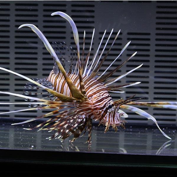 ハナミノカサゴ約15cm 海水魚 海水水槽 生体 ハナミノカサゴ 10-12cm± ! 海水魚 カサゴ !15時までのご注文で当日
