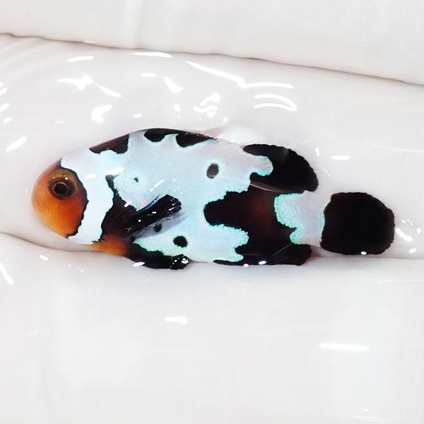 Seal限定商品 現物25 パプアニューギニア産ペルクラクラウン 4 2cm 海水魚 クマノミ 餌付け 15時までのご注文で当日発送 クマノミ Seal限定商品 Www Muslimaidusa Org