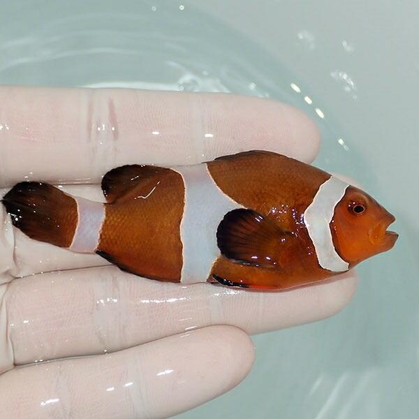 Seal限定商品 現物25 パプアニューギニア産ペルクラクラウン 4 2cm 海水魚 クマノミ 餌付け 15時までのご注文で当日発送 クマノミ Seal限定商品 Www Muslimaidusa Org