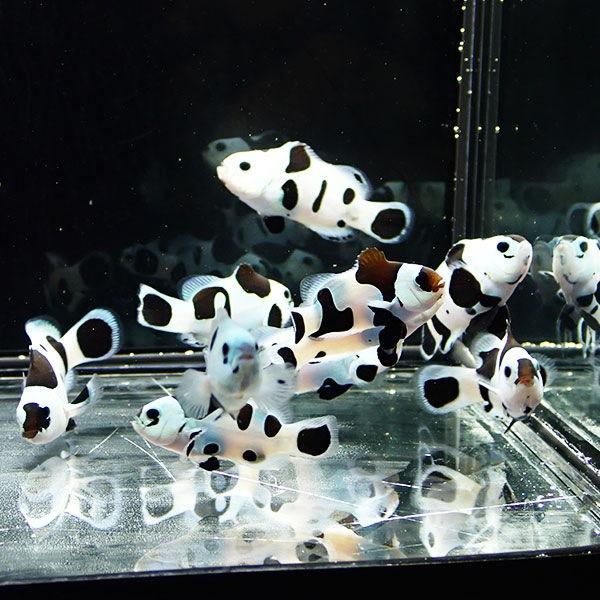 ブラックストームオセラリス 【1匹】 3-4cm± 個体指定不可! 海水魚