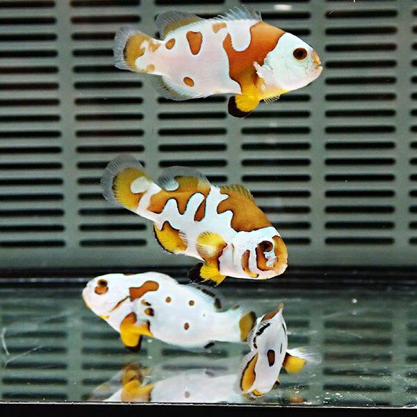 クマノミ 000000155299_JBsK6JK.jpg