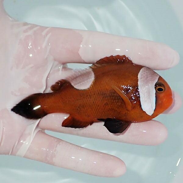 現物7 パプアニューギニア産ペルクラクラウン 5 5cm A 1947 海水魚 サンゴ 生体 A 1947 アクアギフト 通販 Yahoo ショッピング