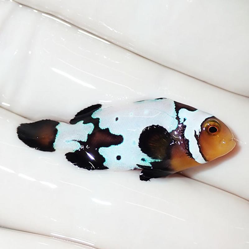 現物5】ブラックスノーフレークオセラリス 3.6cm±! 海水魚 クマノミ