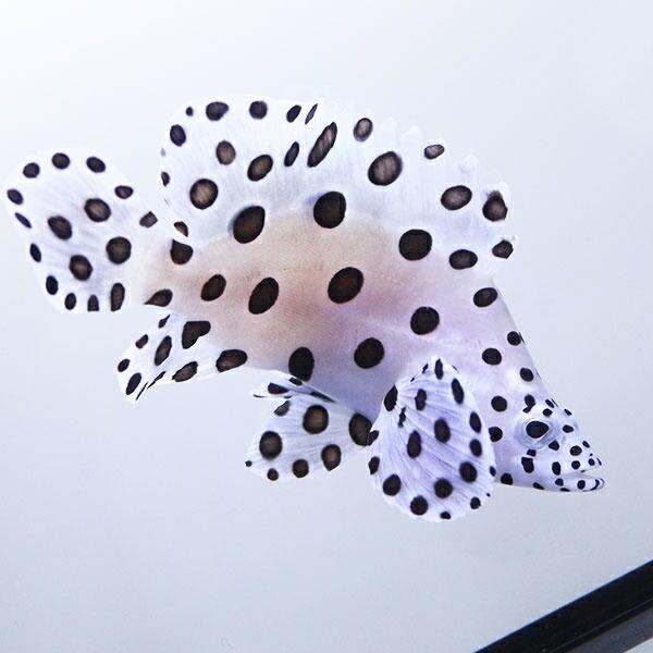 【sold-out】サラサハタ　海水魚　観賞魚 サラサハタ 5.3cm | 海水魚図鑑（過去入荷）,海水魚,バスレット