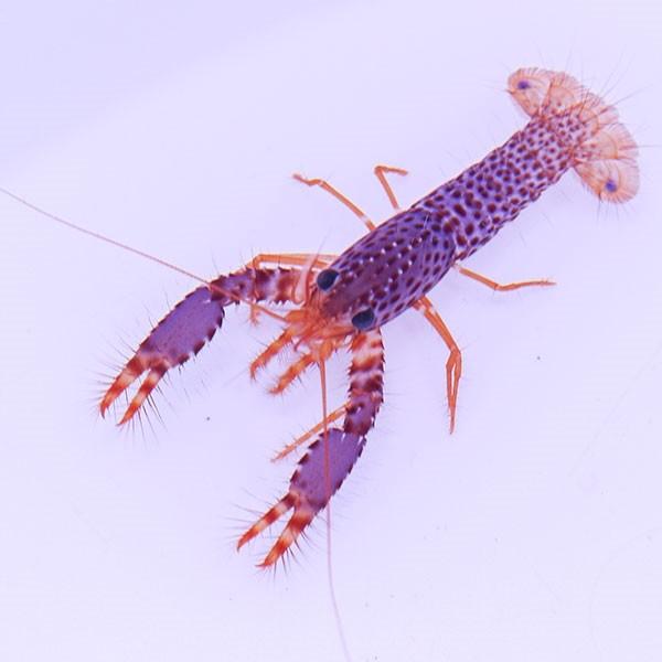 パープルリーフロブスター 5-6cm±(A-1959) 海水魚 サンゴ 生体