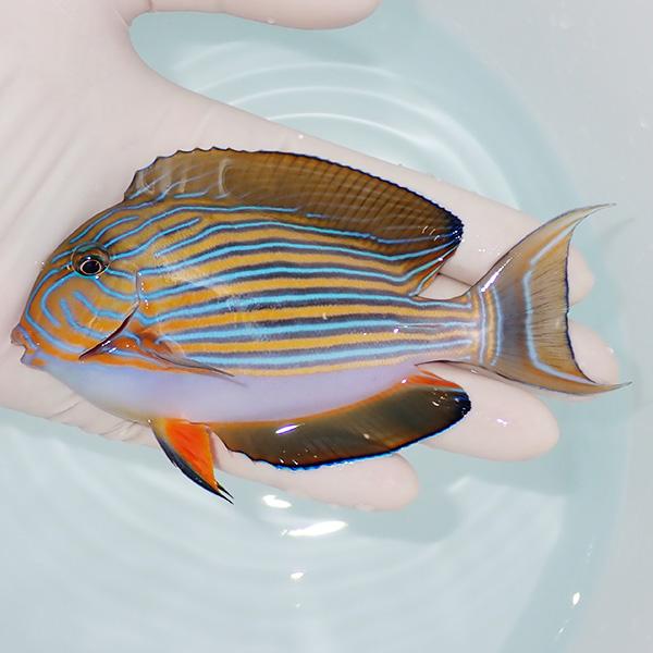 ハギ 出品 現物1】ニジハギ 12cm±!海水魚 ハギ !15時までのご注文で当日発送