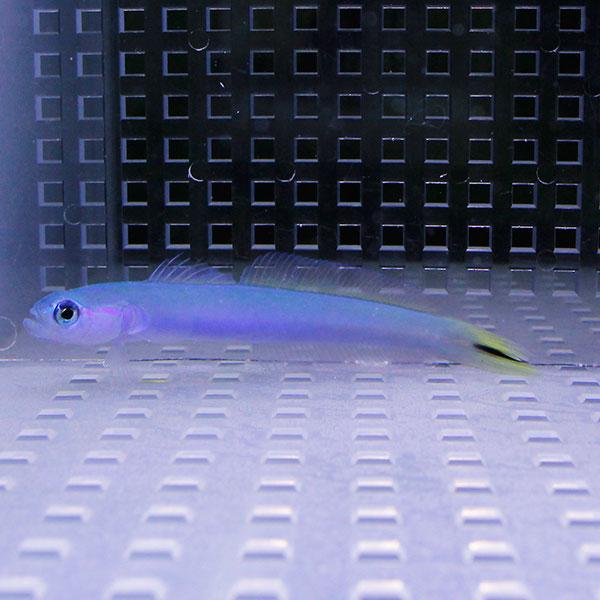 オグロクロユリハゼ 5-7cm± A-1992 生体 海水魚 安い 激安 プチプラ 高品質 スピード対応 全国送料無料 サンゴ