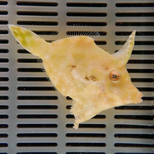 フチドリカワハギ  5-7cm± カーリー対策(模様が変わります)! 海水魚 ハギ !15時までのご注文で当日発送(t119 |  | 01