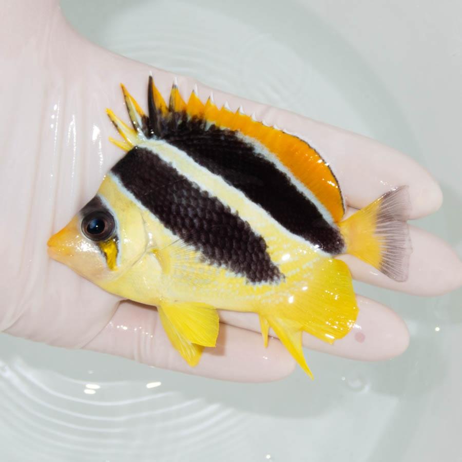 現物2】粒エサOK マルケサスバタフライ 7.5cm±!海水魚 
