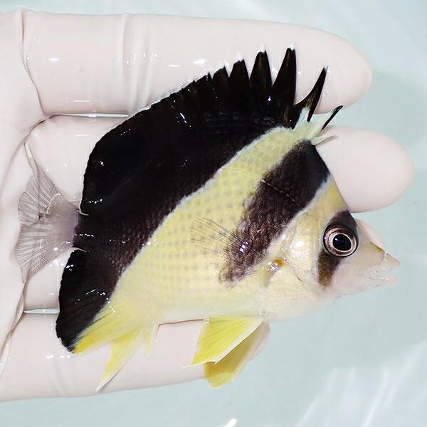 現物8】粒エサOK バーゲスバタフライ 7.5cm±(A-2245) 海水魚 サンゴ 
