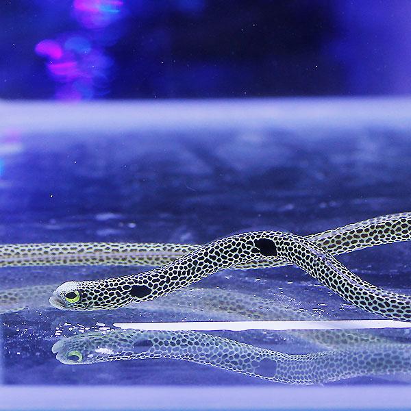 チンアナゴ 3匹 ! 海水魚 アナゴ 15時までのご注文で当日発送【PH