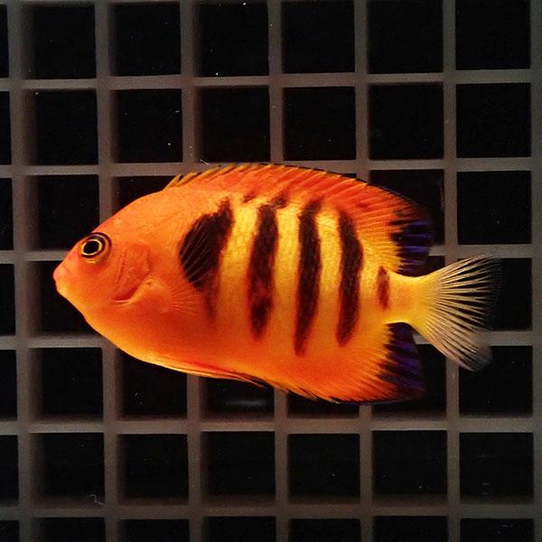 現物1】粒エサOK フレームエンゼル 7cm!海水魚 ヤッコ 15時までのご 