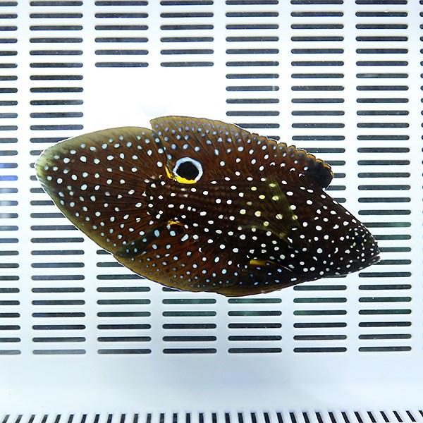 シモフリタナバタウオ 8-10cm± ! 海水魚 タナバタウオ 15時までのご 