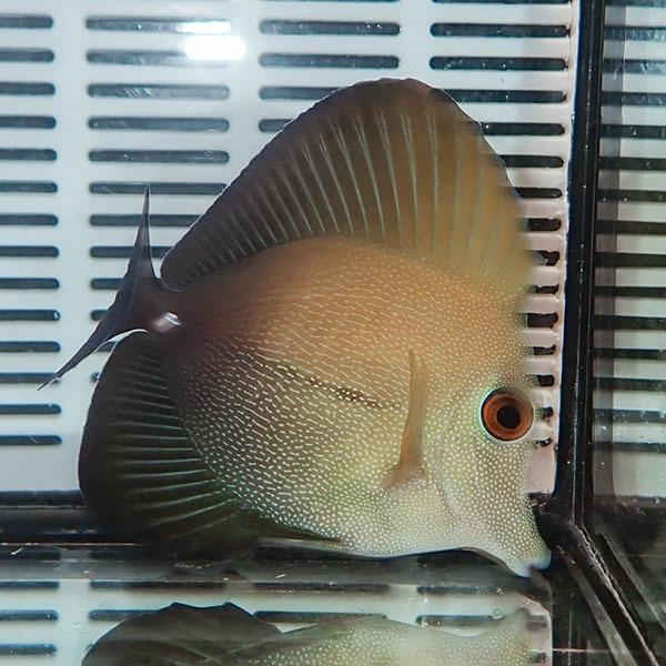 ゴマハギ 8-10cm± 海水魚 ハギ!15時までのご注文で当日発送【ハギ】(t119｜aquagift｜02