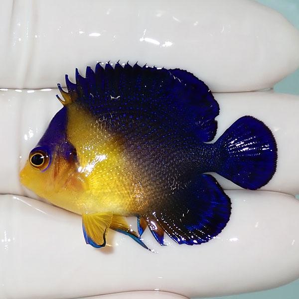 現物16 スミレヤッコ 9cm A 2464 海水魚 サンゴ 生体 A 2464 アクアギフト 通販 Yahoo ショッピング