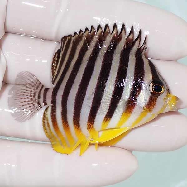 【現物26】sale シマヤッコ 6cm&plusmn;! 海水魚 生体 15時までのご注文で当日発送(t111(t207