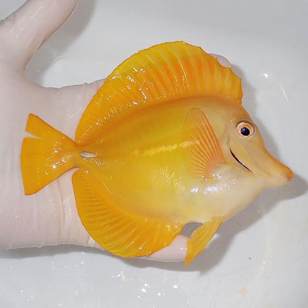 現物】粒エサOK キイロハギ BIG 15cm± ! 海水魚 ハギ 餌付け 15時まで