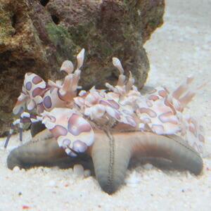 コブヒトデ 【3匹】フリソデエビの餌 !【15時までのご注文で当日発送】(t151 |  | 01