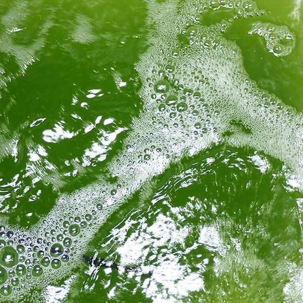 海産生クロレラ(ナンノクロロプシス)1000ml!【微生物/餌/水槽/添加剤】(t151 |  | 02