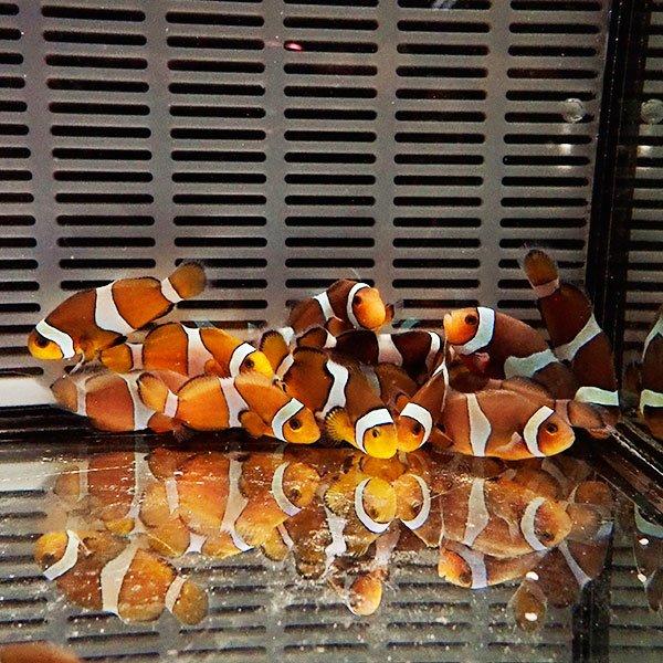 カクレクマノミブリード 3-4cm± 【1匹】 ! 海水魚 クマノミ